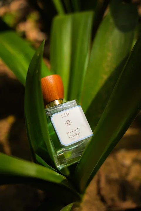 Silent Storm nestled among green agave leaves in the sun